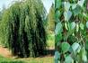 Kép 1/2 - Betula pendula Youngii / Csüngő nyír