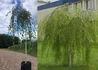 Kép 2/2 - Betula pendula Youngii / Csüngő nyír