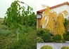 Kép 1/2 - Betula utilis Long Trunk / Csüngő himalájai nyír
