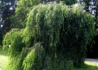 Kép 2/2 - Betula utilis Long Trunk / Csüngő himalájai nyír