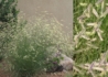 Kép 1/2 - Bouteloua gracilis / Alacsony moszkítófű szunyogfű