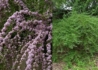 Kép 2/3 - Buddleia alternifolia / Korai nyáriorgona
