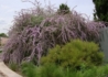 Kép 3/3 - Buddleia alternifolia / Korai nyáriorgona