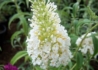 Kép 2/3 - Buddleia davidii White Profusion / Nyáriorgona fehér