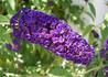 Kép 1/2 - Buddleia davidii black knight / Nyáriorgona sötétkék