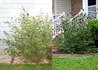 Kép 2/2 - Buddleia davidii black knight / Nyáriorgona sötétkék