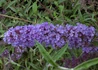 Kép 1/3 - Buddleia davidii nanho Blue / Nyáriorgona kék
