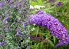 Kép 2/3 - Buddleia davidii nanho Blue / Nyáriorgona kék