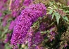 Kép 1/2 - Buddleia davidii nanho purple / Nyáriorgona bíborrózsaszín