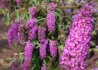 Kép 2/2 - Buddleia davidii nanho purple / Nyáriorgona bíborrózsaszín