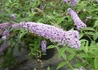 Kép 1/2 - Buddleia davidii orchid beauty / Nyáriorgona mályvarózsaszín