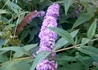 Kép 2/2 - Buddleia davidii orchid beauty / Nyáriorgona mályvarózsaszín