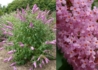 Kép 2/3 - Buddleia davidii pink delight / Nyáriorgona rózsaszín