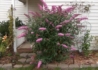 Kép 3/3 - Buddleia davidii pink delight / Nyáriorgona rózsaszín