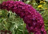 Kép 1/2 - Buddleia davidii royal red / Nyáriorgona bíborpiros