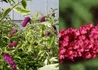 Kép 2/2 - Buddleia davidii royal red / Nyáriorgona bíborpiros