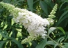 Kép 1/3 - Buddleia hybrid white ball / Nyáriorgona fehér