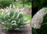 Kép 2/3 - Buddleia hybrid white ball / Nyáriorgona fehér