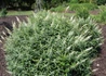 Kép 3/3 - Buddleia hybrid white ball / Nyáriorgona fehér