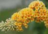 Kép 1/3 - Buddleia weyeriana sungold / Nyáriorgona sárga