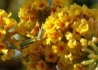 Kép 2/3 - Buddleia weyeriana sungold / Nyáriorgona sárga