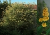 Kép 3/3 - Buddleia weyeriana sungold / Nyáriorgona sárga