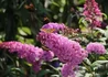 Kép 1/2 - Buddleja davidii reve papillon pink / Nyáriorgona törpe rózsaszín