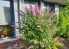Kép 2/2 - Buddleja davidii reve papillon pink / Nyáriorgona törpe rózsaszín