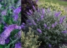 Kép 1/2 - Buddleja davidii reve de papillon lavender / Nyáriorgona törpe lila