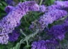 Kép 2/2 - Buddleja davidii reve de papillon lavender / Nyáriorgona törpe lila