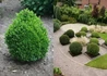 Kép 1/4 - Buxus sempervirens Suffruticosa / Törpe puszpáng