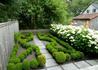 Kép 2/4 - Buxus sempervirens Suffruticosa / Törpe puszpáng