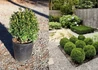 Kép 3/4 - Buxus sempervirens Suffruticosa / Törpe puszpáng