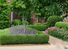 Kép 4/4 - Buxus sempervirens Suffruticosa / Törpe puszpáng