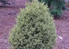 Kép 1/4 - Buxus sempervirens Variegata / Tarka levelű puszpáng