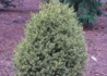 Kép 1/4 - Buxus sempervirens Variegata / Tarka levelű puszpáng