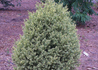 Kép 1/4 - Buxus sempervirens Variegata / Tarka levelű puszpáng