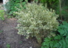 Kép 2/4 - Buxus sempervirens Variegata / Tarka levelű puszpáng