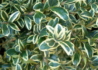 Kép 3/4 - Buxus sempervirens Variegata / Tarka levelű puszpáng