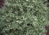 Kép 4/4 - Buxus sempervirens Variegata / Tarka levelű puszpáng