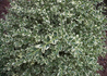 Kép 4/4 - Buxus sempervirens Variegata / Tarka levelű puszpáng