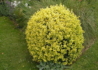 Kép 1/3 - Buxus sempervirens aurea / Arany buxus puszpáng