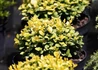 Kép 2/3 - Buxus sempervirens aurea / Arany buxus puszpáng