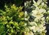 Kép 3/3 - Buxus sempervirens aurea / Arany buxus puszpáng