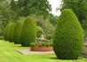 Kép 1/4 - Buxus sempervirens / Örökzöld puszpáng