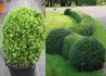 Kép 2/4 - Buxus sempervirens / Örökzöld puszpáng