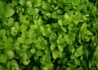 Kép 3/4 - Buxus sempervirens / Örökzöld puszpáng