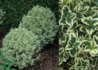 Kép 1/3 - Buxus sempervirens suffruticosa variegata / Törpe puszpáng tarka