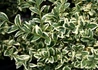 Kép 2/3 - Buxus sempervirens suffruticosa variegata / Törpe puszpáng tarka