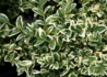 Kép 2/3 - Buxus sempervirens suffruticosa variegata / Törpe puszpáng tarka